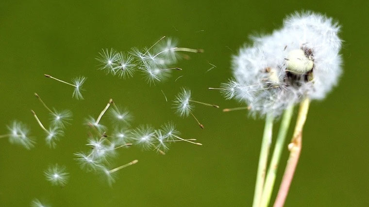 راولپنڈی ، اسلام آباد میں  پولن کی مقدار بڑھنے پر  آنکھوں کی الرجی میں اضافہ