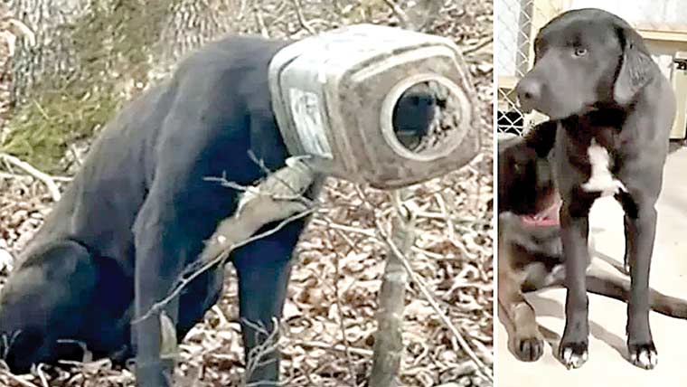 کتے کو اس کے سر پر پھنسی بالٹی سے نجات دلادی گئی