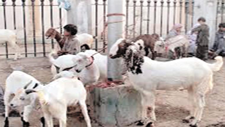 حویلی سے لاکھوں روپے  مالیت کے مویشی چور ی 