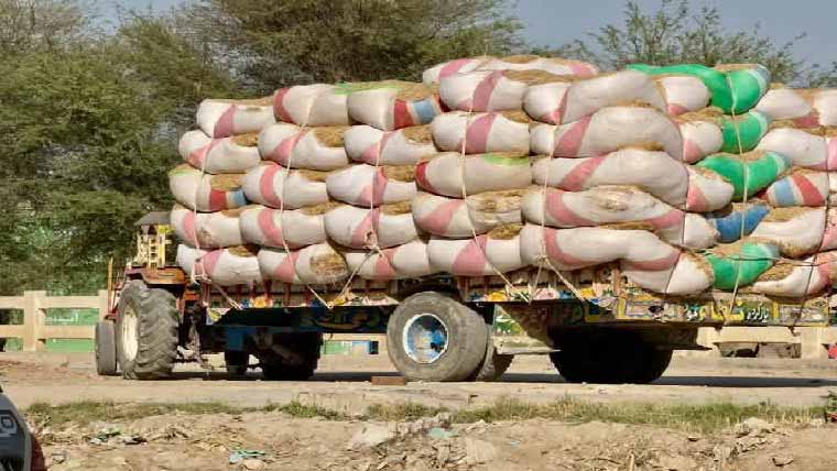 پنگریو :نئی گندم آنے کے بعد بھوسہ 400 روپے من ہوگیا