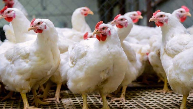 چکن کی قیمت میں22روپے کلو کمی