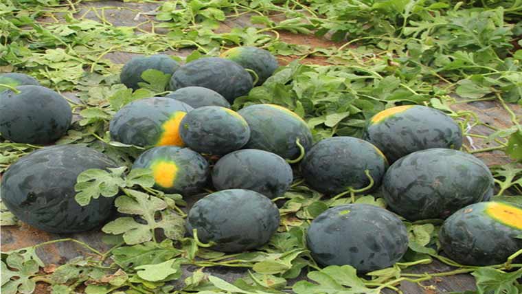  زہریلی سپرے ،3ایکڑ تربوز کی فصل تباہ 