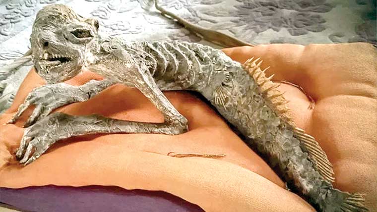 آدھا انسان آدھی مچھلی، پُر اسرار مخلوق کی باقیات دریافت