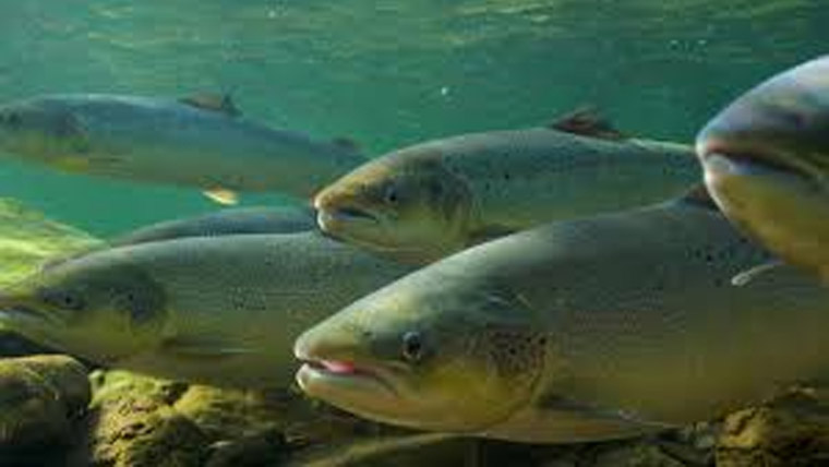 دنیا بھر میں میٹھے پانی کی مچھلیوں  کی تعداد خطرناک حد تک کم
