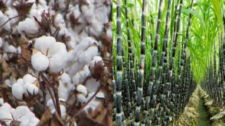 گنے کی کاشت میں اضافے سے کپاس کی پیداوار متاثر
