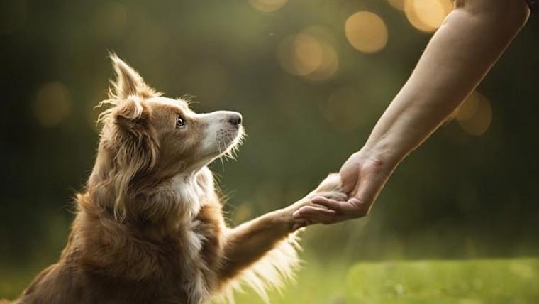 کتے اور انسان کا ساتھ  16ہزار سال پرانا 