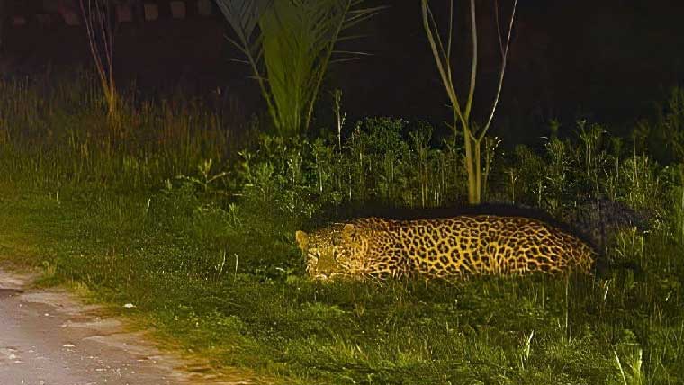 اسلام آباد کی نجی یونیورسٹی میں تیندوا نکل آیا، ٹریپ کیج نصب 