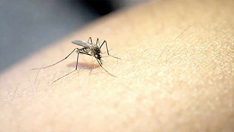مچھر انسان کو اندھیرے میں کیسے تلاش کر لیتے ہیں 