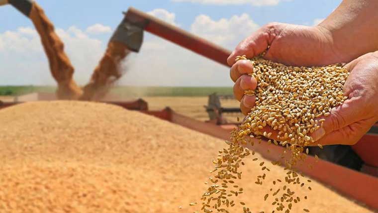  گندم نجی سیکٹر خریدے گا، حکومت کا براہ راست کردار ختم، امدادی قیمت 3500 روپے من 