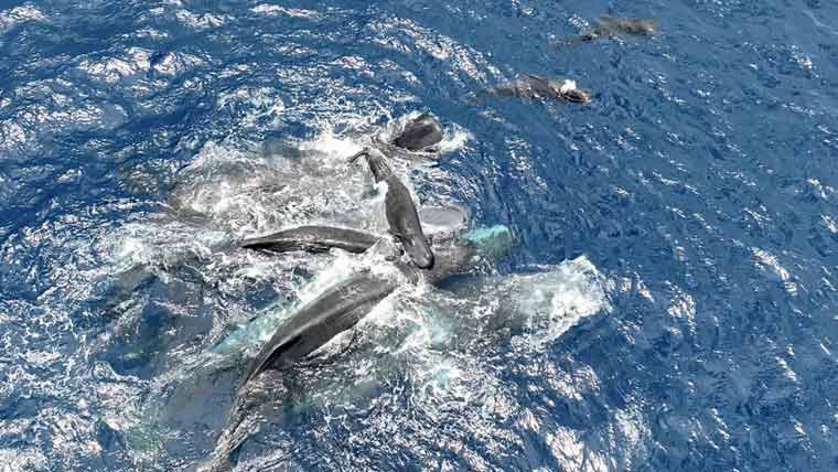 سمندر میں بچے کو جنم دیتی وہیل کو ساتھی وہیلز کا سہارا 