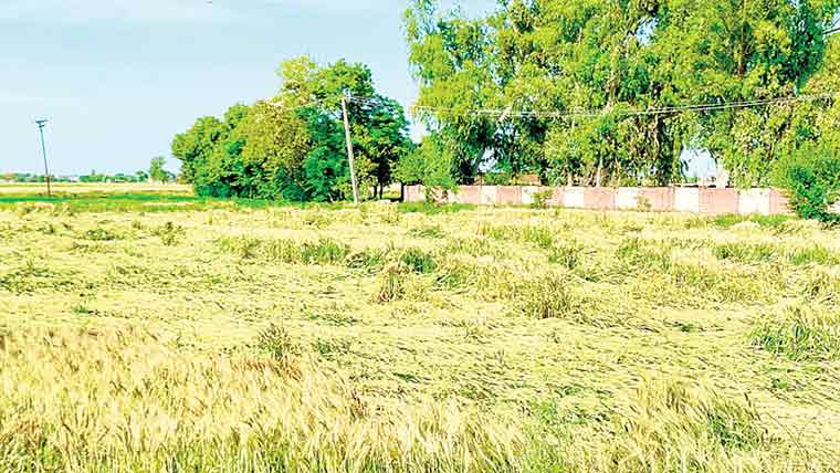 تیز ہواؤں کے ساتھ بارش،گندم کی فصل کو نقصان 