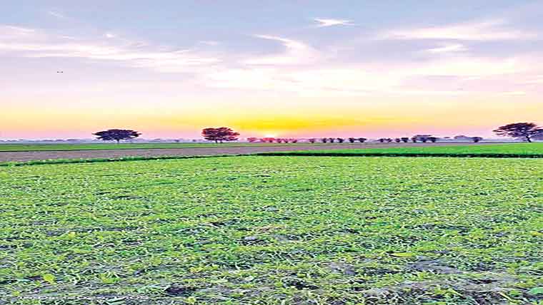 بیوہ کی فصل تباہ کردی