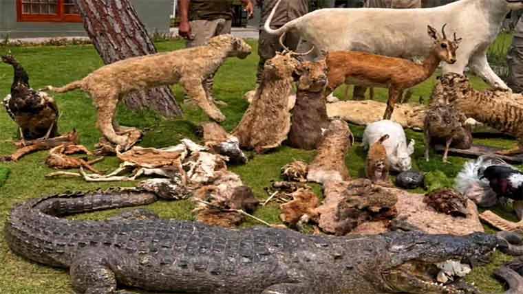 مردہ شیر کی کھال اتارنے والا ملزم گرفتار ، حنوط شدہ جانور برآمد