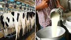  دودھ کی پیداوار میں 82 فیصد اضافہ ریکارڈ