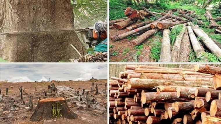 محکمہ جنگلات کی مبینہ ملی بھگت درختوں کا صفایا