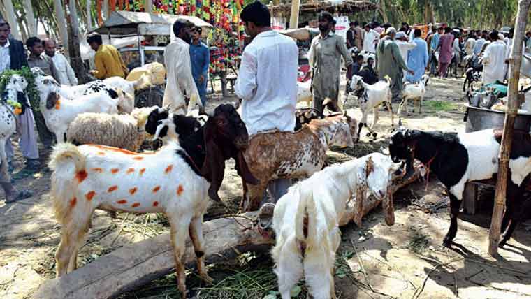غیرقانونی بکرا منڈی شہریوں  کے لیے وبالِ جان بن گئی 