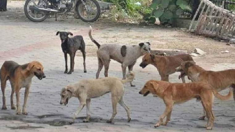 لاہور میں ریبیز کا خطرہ بڑھ گیا، 18 سالہ نوجوان جاں بحق