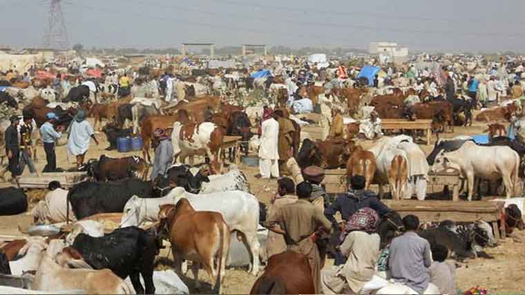 تمام محکموں سے  دو روز  میں عید کا پلان طلب،قربانی کے جانوروں کیلئے سیل پوائنٹس رواں ہفتے فعال