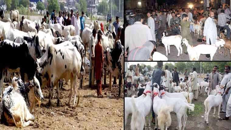 گوجرانوالہ، وزیرآباد میں 14 مویشی منڈیاں فعال، ڈیجیٹل ادائیگی کیلئے کائونٹرز قائم 