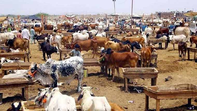 پنجاب:297مستقل  وعارضی  مویشی  منڈیاں  فعال