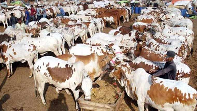 مہنگائی نے قربانی کے جانوروں کی خریداری مشکل بنا دی