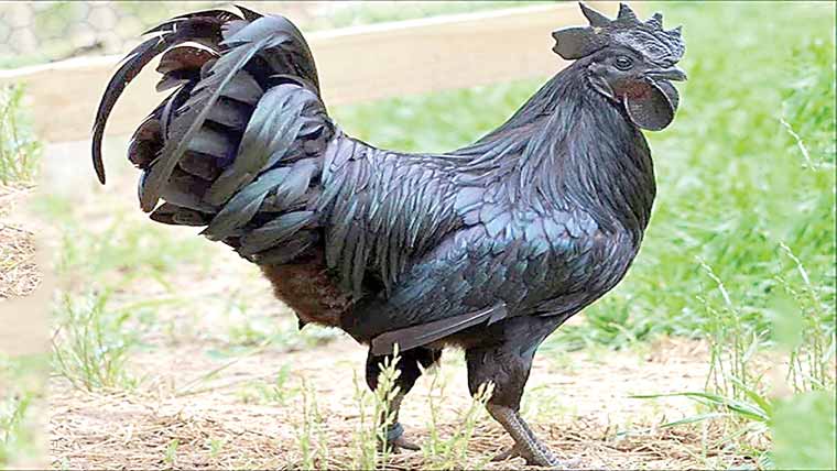 انڈونیشیا میں 17 لاکھ کی مرغی، انڈا بھی ہزاروں کا