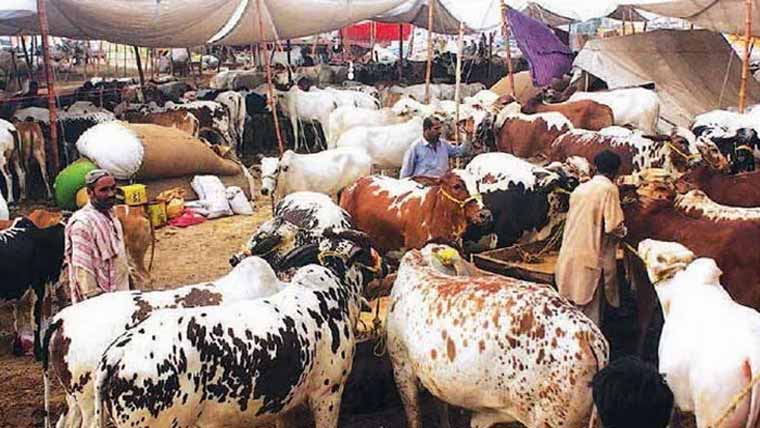 جانوروں کی قیمتیں آسمان سے باتیں کرنے لگیں، منڈیوں میں گاہک نہ ہونے کے برابر