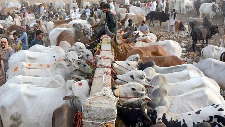 عید الاضحی :مویشی منڈیاں سج گئیں‘ قیمتیں آسمان کو چھونے لگیں