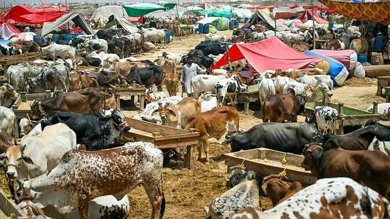 شورکوٹ:مویشی منڈی فعال کر دی گئی 