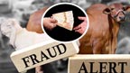 جعلی نوٹ دے کر قربانی کے جانور  خریدنے والا شاطر نوسرباز گرفتار