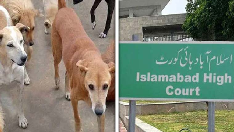 اسلام آبادمیں آوارہ کتوں کومارنے کی مہم پرمستقل پابندی