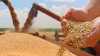 کندیاں :گندم کا بحران شدت اختیار کر گیا، قیمتیں آسمان پر