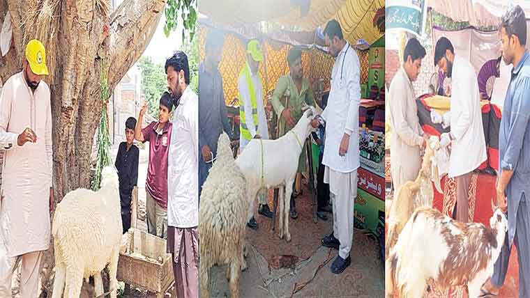 عید کے سلسلے میں لائیوسٹاک محکمہ کے خصوصی انتظامات