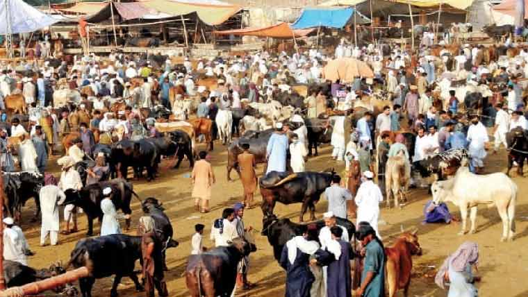 مویشی  منڈیوں  میں  رش،بیوپاریوں  نے  ریٹ  بڑھا  دیئے