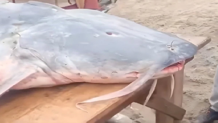 دریائے راوی سے 51کلو وزنی کھگا  مچھلی کا شکار، دیکھنے والوں کا تانتا 