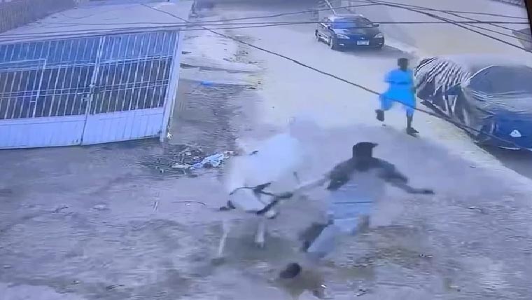 لاکھوں روپے مالیت کا قربانی  کا جانور چوری