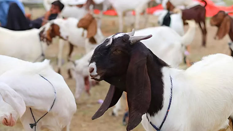 قربانی کیلئے لائے گئے بکرے چوری 