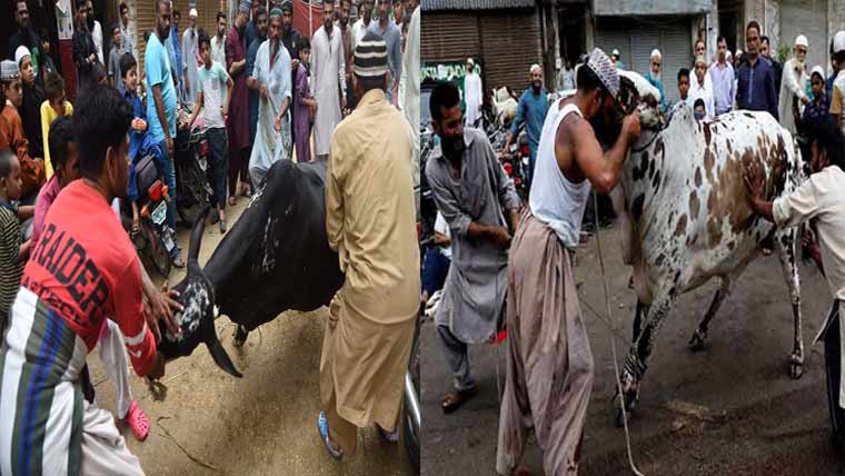 عیدالاضحی پر قربانی کے دوران اناڑی قصابوں کی وجہ سے حادثات ، سینکڑوں شہری زخمی