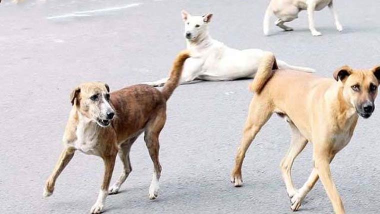 کتے کے کاٹنے سے زخمی ہونیوالی 8 سالہ بچی دم توڑ گئی 