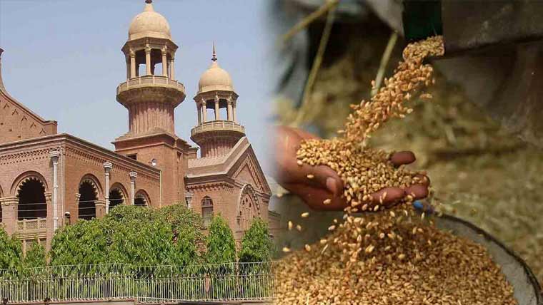 گندم کی امدادی قیمت 5 ہزار من مقرر  کرنے کی درخواست پر حکومت کو نوٹس