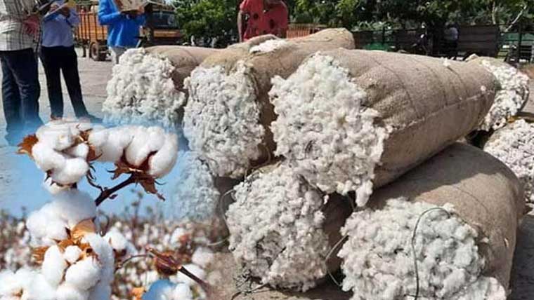 روئی کے بھاؤ میں ملا جلا رجحان ، کاروباری سرگرمیاں محدود 