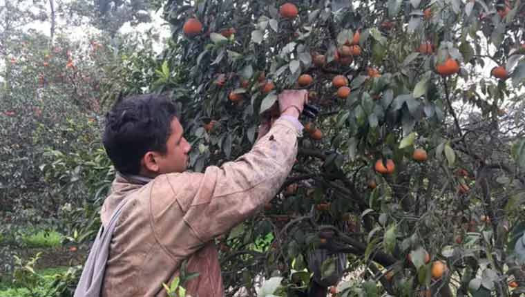 کینو کی کاشت مشکلات سے دو چار، کم از کم 8 ہزار روپے ریٹ مقرر کرنے کا مطالبہ