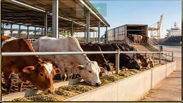 پنجاب میں ڈیری فارمنگ کو جدید بنانے کیلئے ایک ارب کا منصوبہ