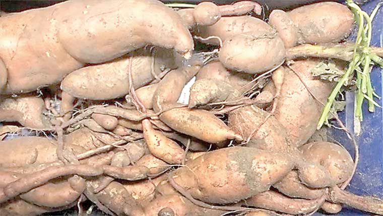 شکر قندی کا مدافعتی نظام مضبوط کرنے میں اہم کردار 
