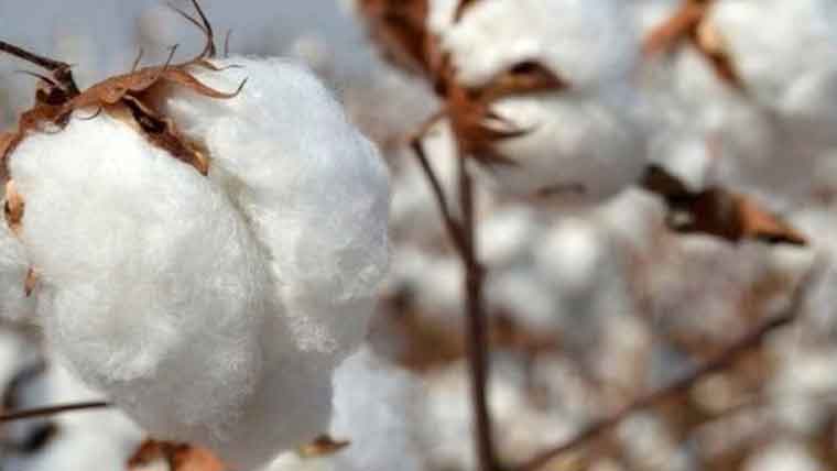 10سال میں کپاس پیداوار میں 60 فیصد کمی تشویشناک، احسان الحق