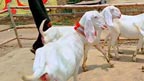 گھر سے 2لاکھ روپے  مالیت کی 3بکریاں چور ی