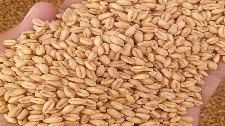 گندم کی بہتر پیداوار کیلئے زرعی ماہرین کی کمیٹیاں بنانے کا فیصلہ 
