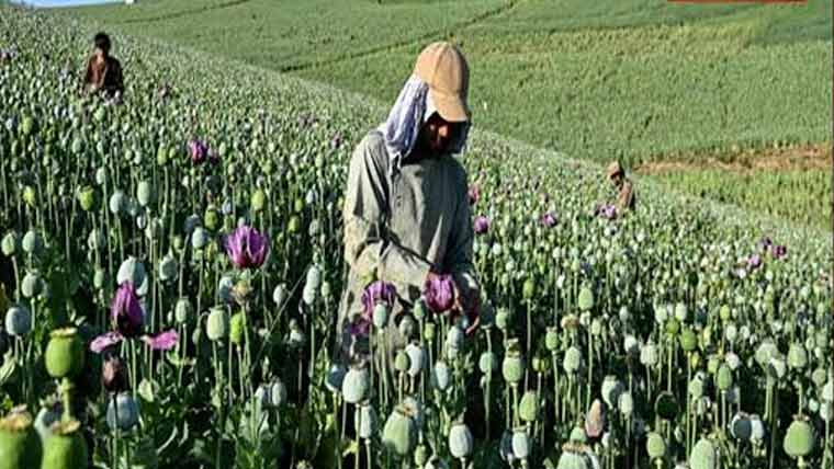 افغانستان :پابندی کے باوجود پوست کی کاشت 4 گنا بڑھ گئی