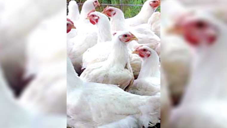گوشت 8روپے کلو سستا