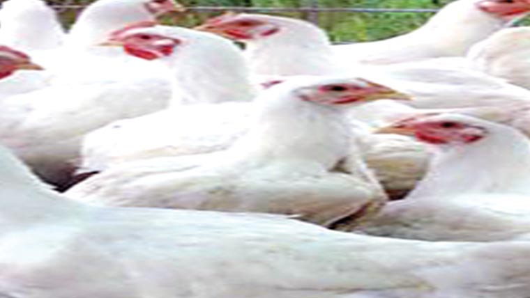 گوشت 7روپے کلو مہنگا